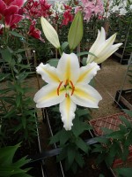 [5311 Follina No01.JPG]